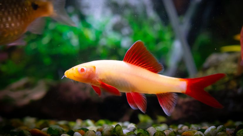 fish