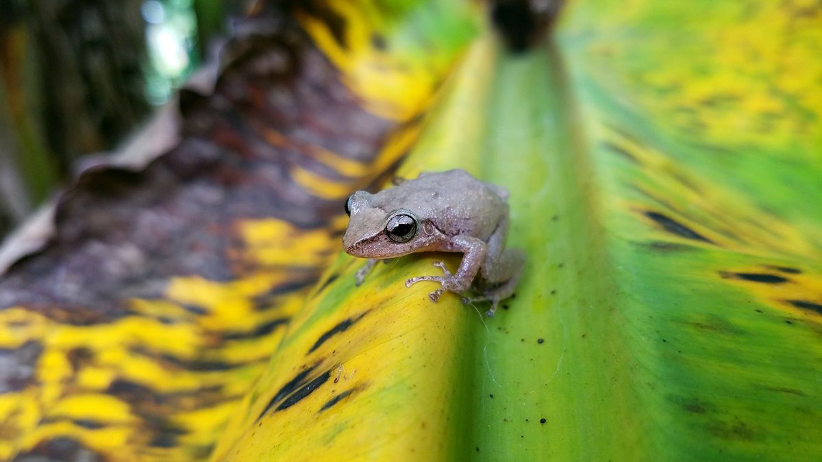 Coqui Frog: Beloved in Puerto Rico, Not So Much in Hawaii