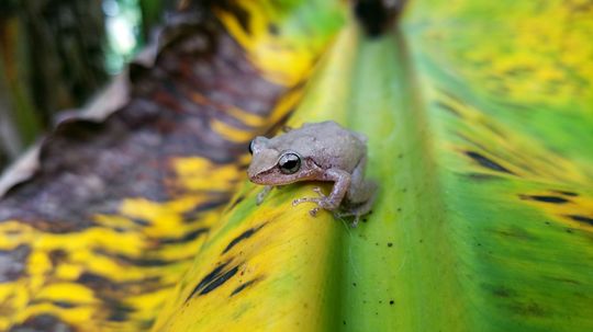 Coqui Frog: Beloved in Puerto Rico, Not So Much in Hawaii