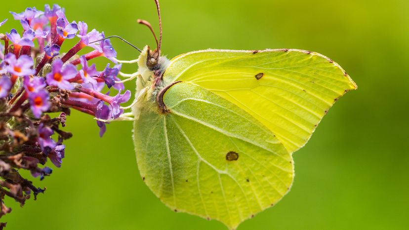 Brimstone