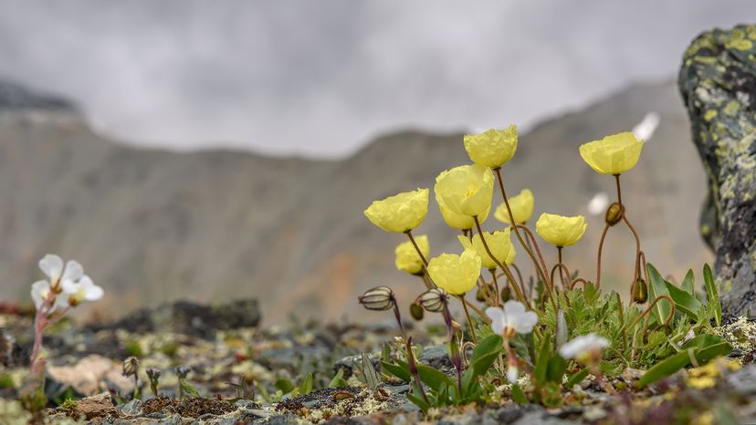 Arctic poppies