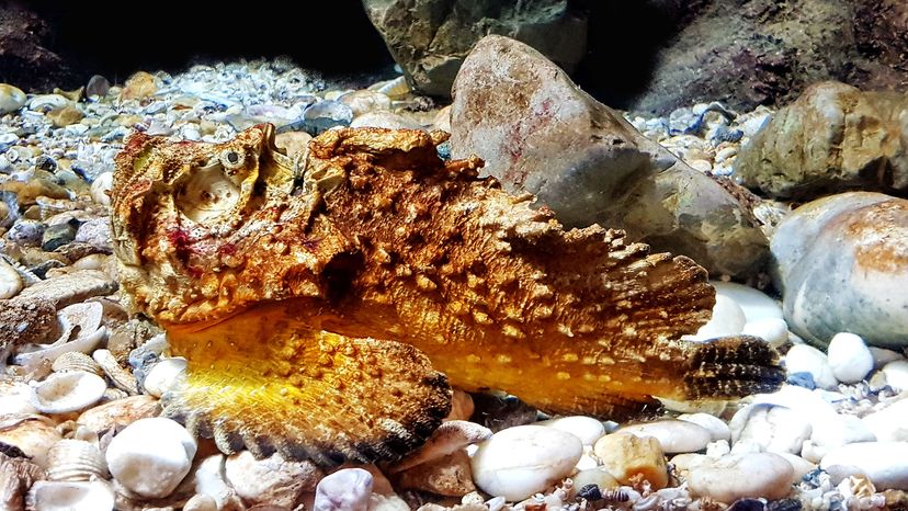 Orange stonefish on white rocks