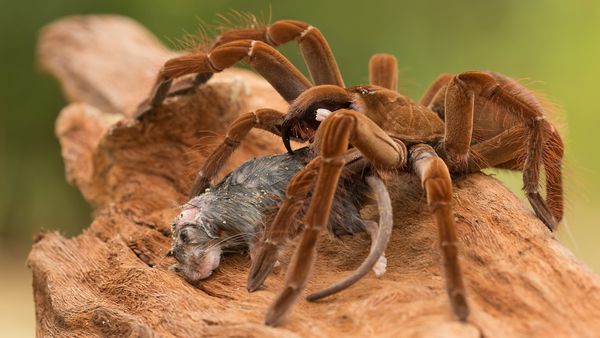 Giant spider eating a rodent