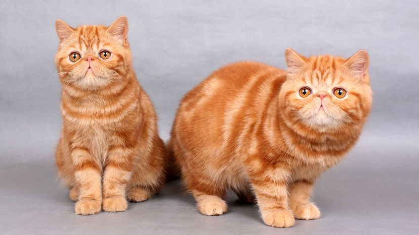 Exotic Shorthairs