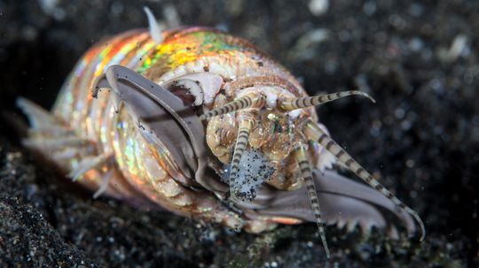 Yes, the Bobbit Worm Is Real and Somewhat Terrifying