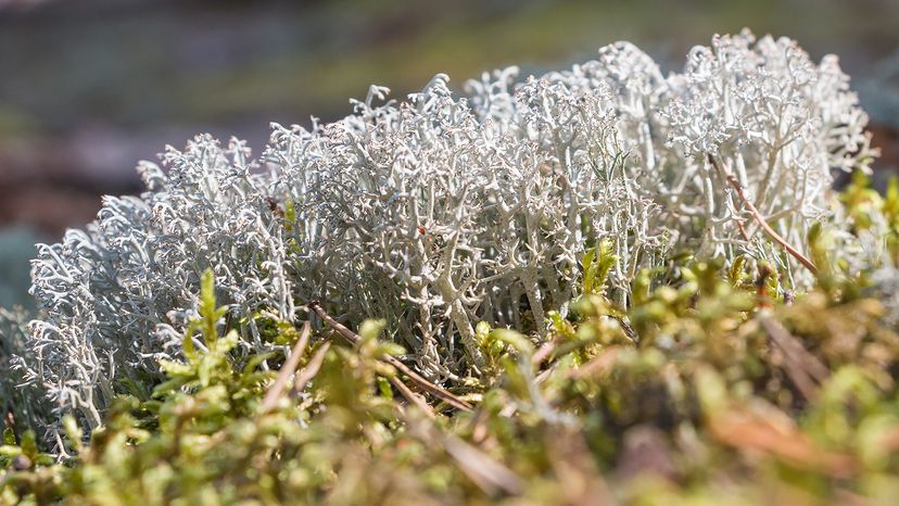 Caribou moss
