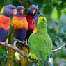 What Is a Group of Parrots Called? Way More Chaotic Than 'Flock'