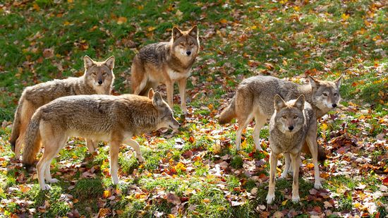 What Is a Group of Coyotes Called?
