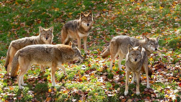 What Is a Group of Coyotes Called?