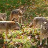 What Is a Group of Coyotes Called?