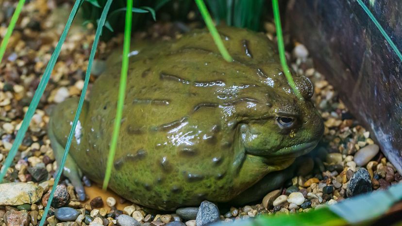 African giant bullfrog