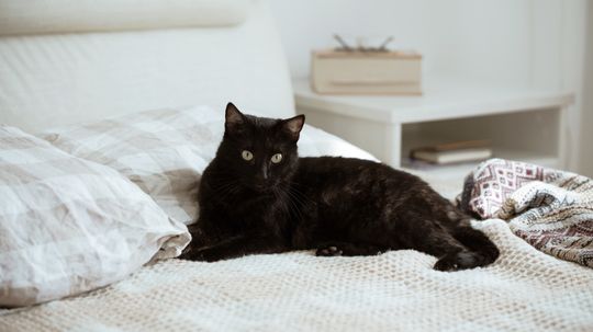 Why Is My Cat Peeing on My Bed?