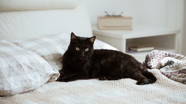 Why Is My Cat Peeing on My Bed?