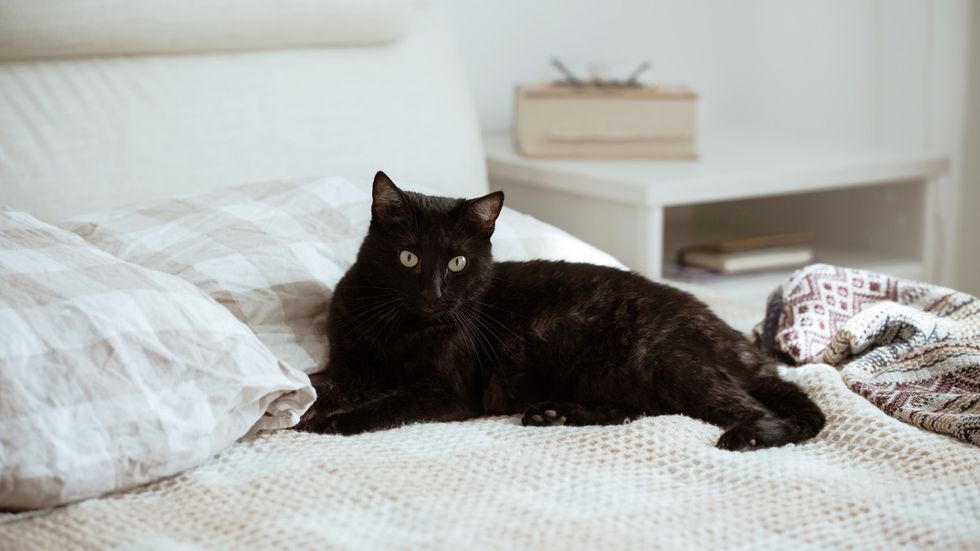 Why Is My Cat Peeing on My Bed?