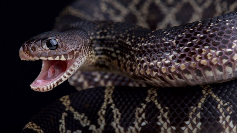 Black pine snake