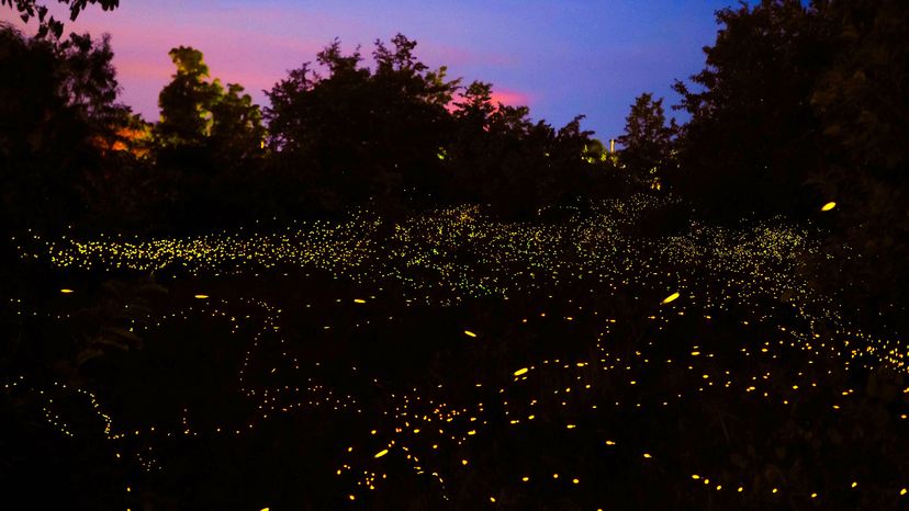 Fireflies flying in the forest
