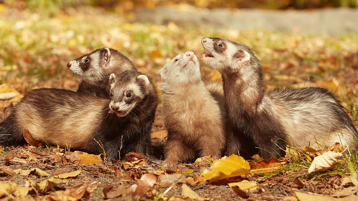 What Is a Group of Ferrets Called? You're Such a Busybody  HowStuffWorks
