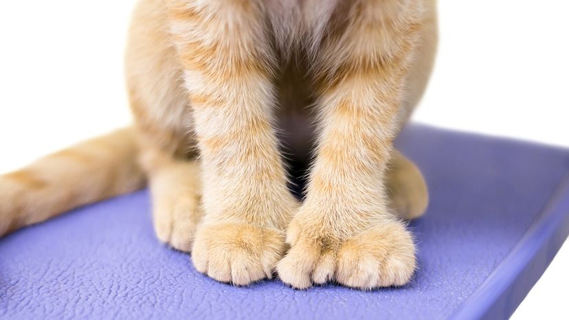 polydactyl cat