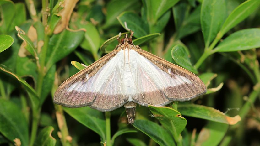 Box tree moth