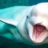 The White Whale Whistles and Clicks—Not Your Typical Whale Song