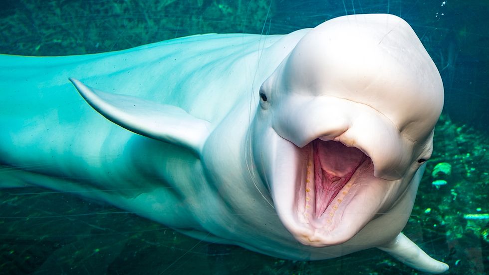 The White Whale Whistles and Clicks—Not Your Typical Whale Song