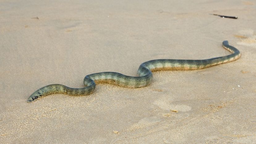 Sea snake