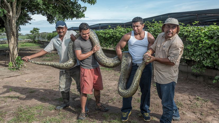 four men holding a long snake