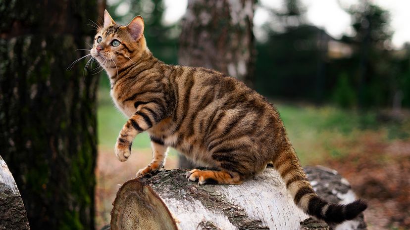 toyger