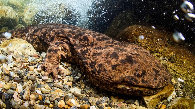 Japanese giant salamander