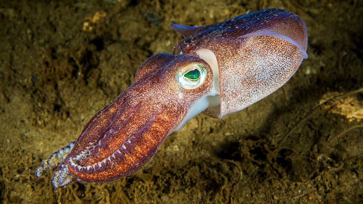 What Is a Group of Squid Called? Not a Squad, Unfortunately  HowStuffWorks