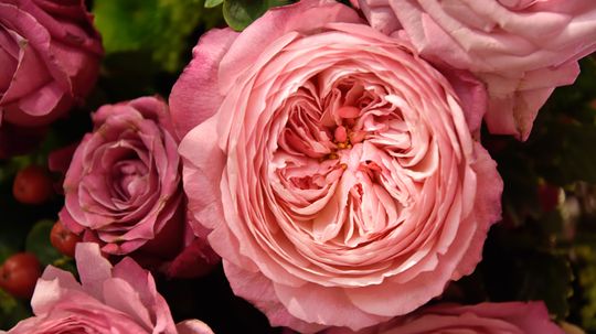 Most Expensive Flower (and 5 More Blooms That'll Break the Bank)