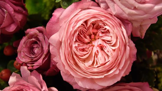 Most Expensive Flower (and 5 More Blooms That'll Break the Bank)