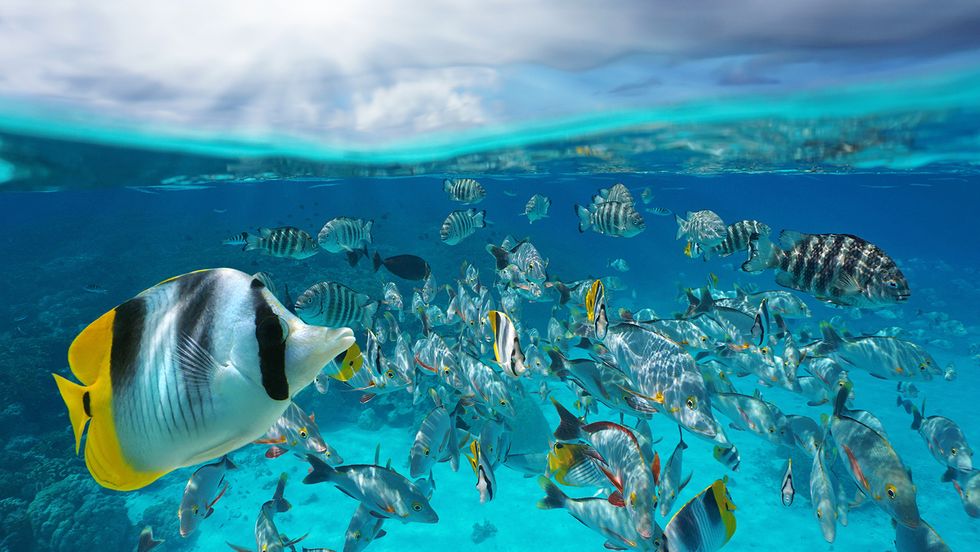 What Is a Group of Fish Called? Not Always a School