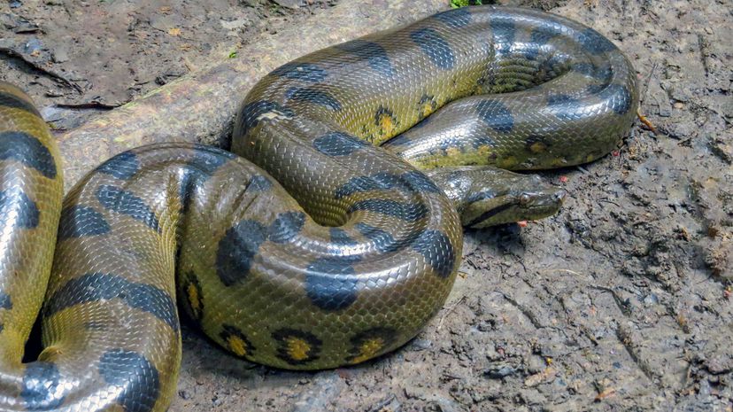 Green anaconda