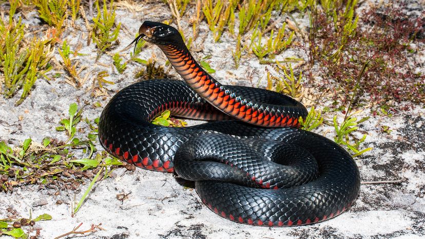 Red-bellied black snake