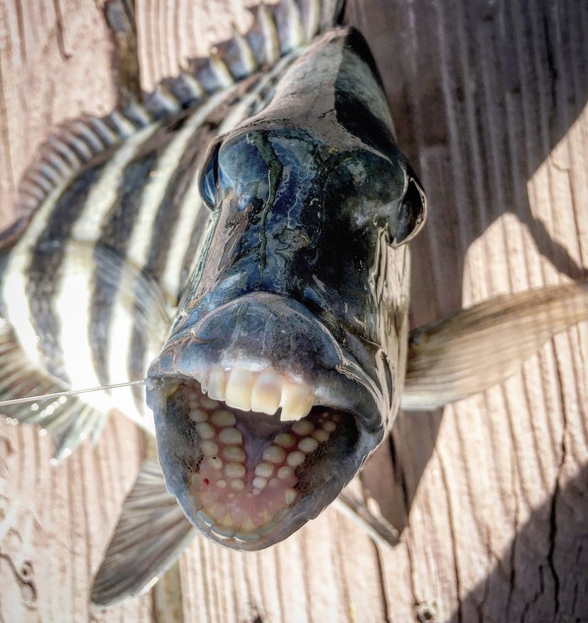 Why Do Sheepshead Fish Have 'Human' Teeth? | HowStuffWorks