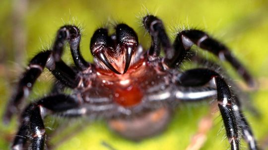 What's the Most Venomous Spider in the World?