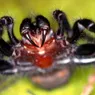What's the Most Venomous Spider in the World?