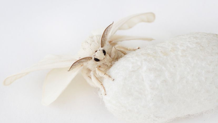 Silk moth