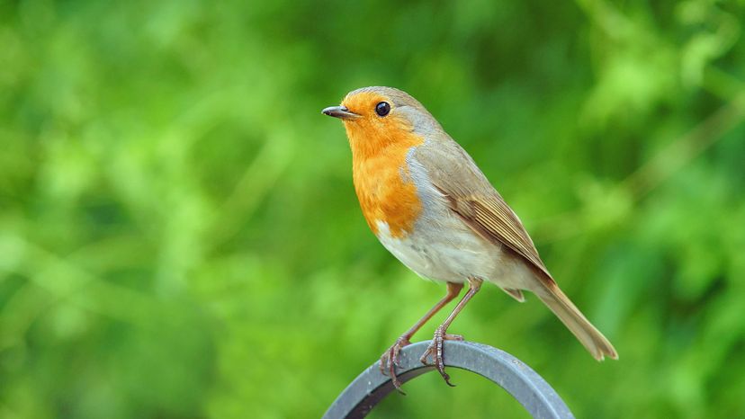 British Robin