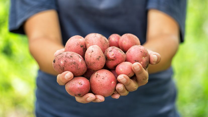 Red potatoes