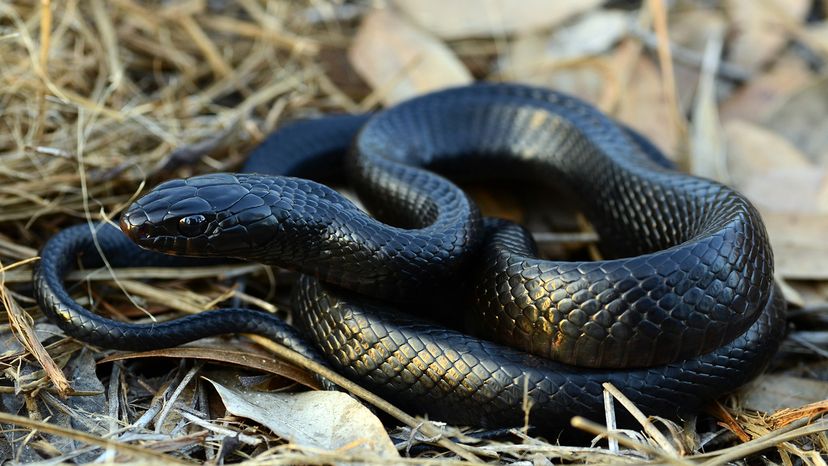 Eastern indigo snake