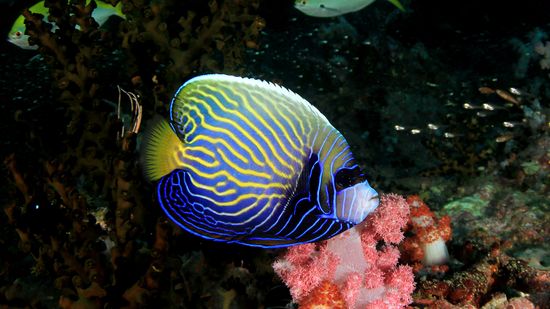 7 Most Beautiful Fish for Any Aquarium