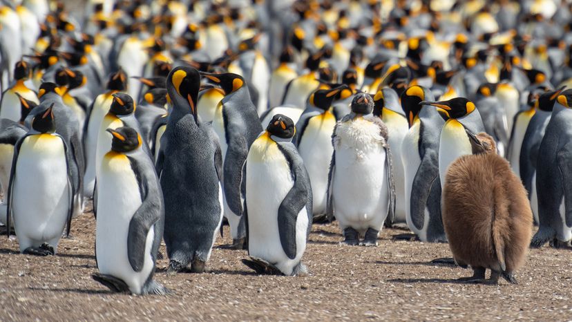 penguins