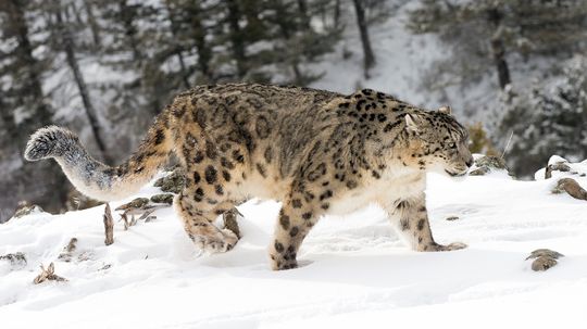 11 Solitary Animals That Prefer Time Alone Over Teamwork