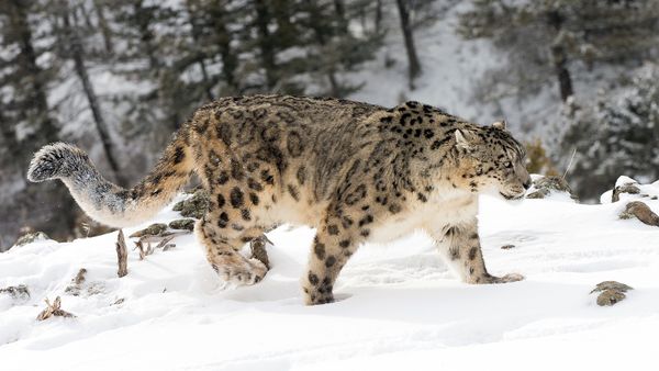 11 Solitary Animals That Prefer Time Alone Over Teamwork