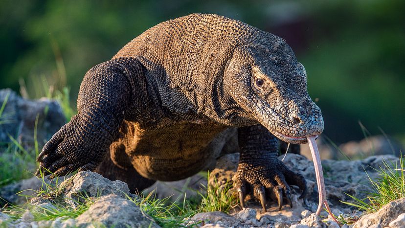 Komodo dragon