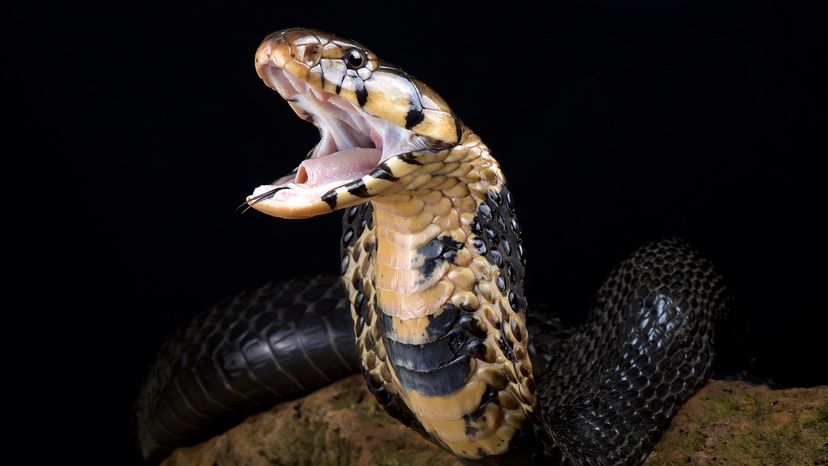 Forest cobra