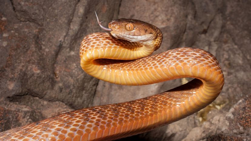 Brown tree snake