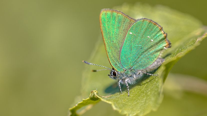 Green hairstreak